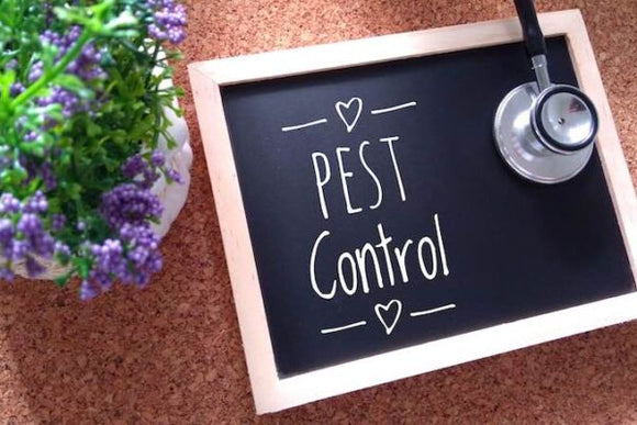 How Often Should Pest Control Be Done?