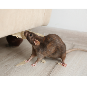 How Can I get Rid of Mice?