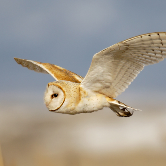 Can Owls Help With Your Mice Problem?