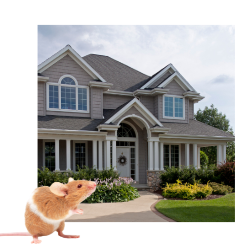 Do You have a Mice Infestation in Your Home?