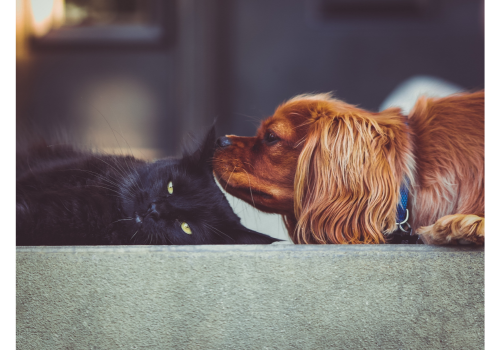 The Dangers of Pest Control to Pets