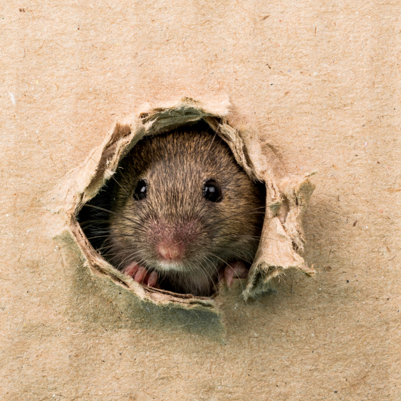 How can I prevent rodents from entering my house?