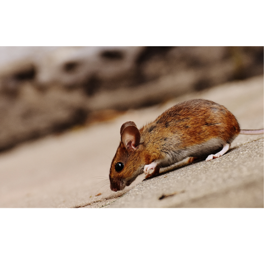 The best bait for mice eco pro pest control